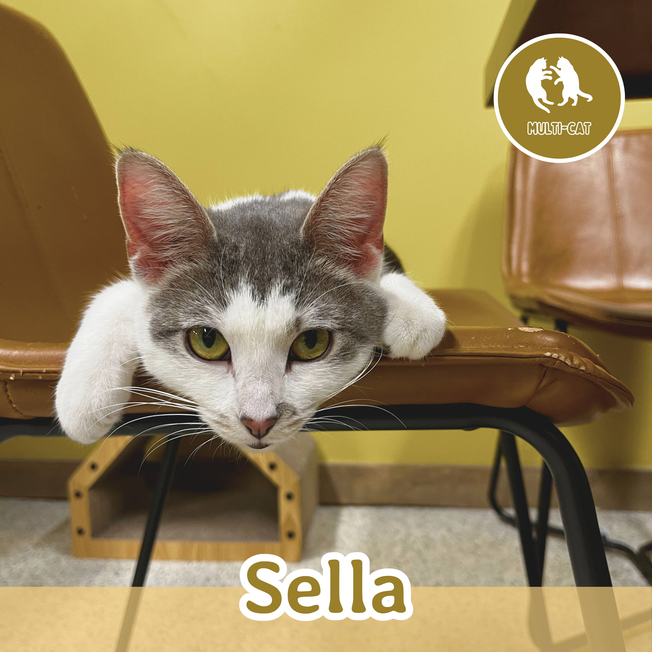 Meet the Cats — Wired Whisker | Cat Cafe